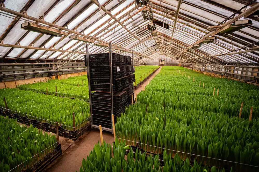 Rows of fresh green plants in the Bloomfield nursery