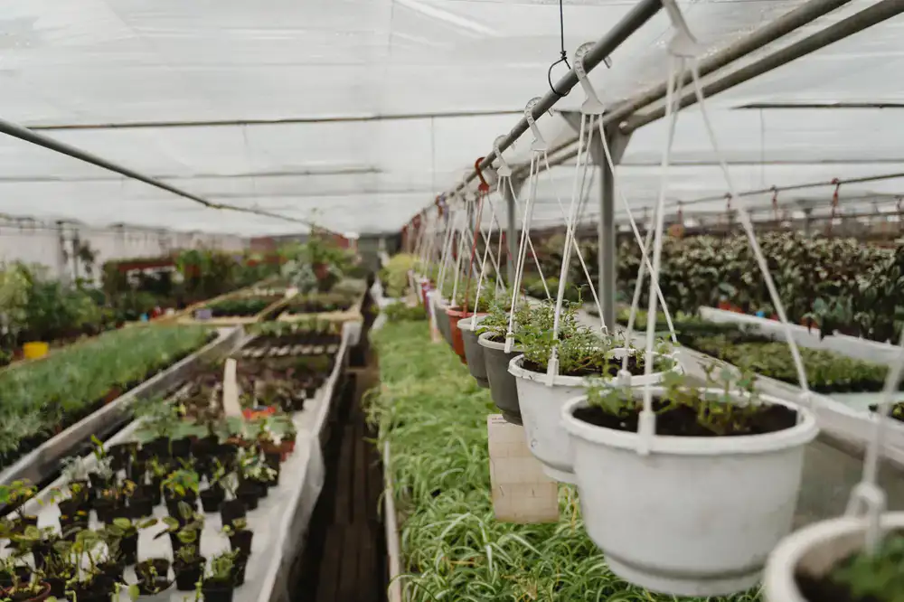 Wide view of our lush plant nursery filled with greenery