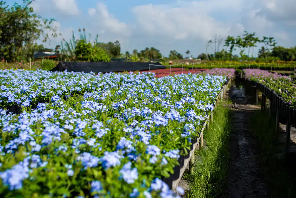 Winding paths through our lush plant nursery beds