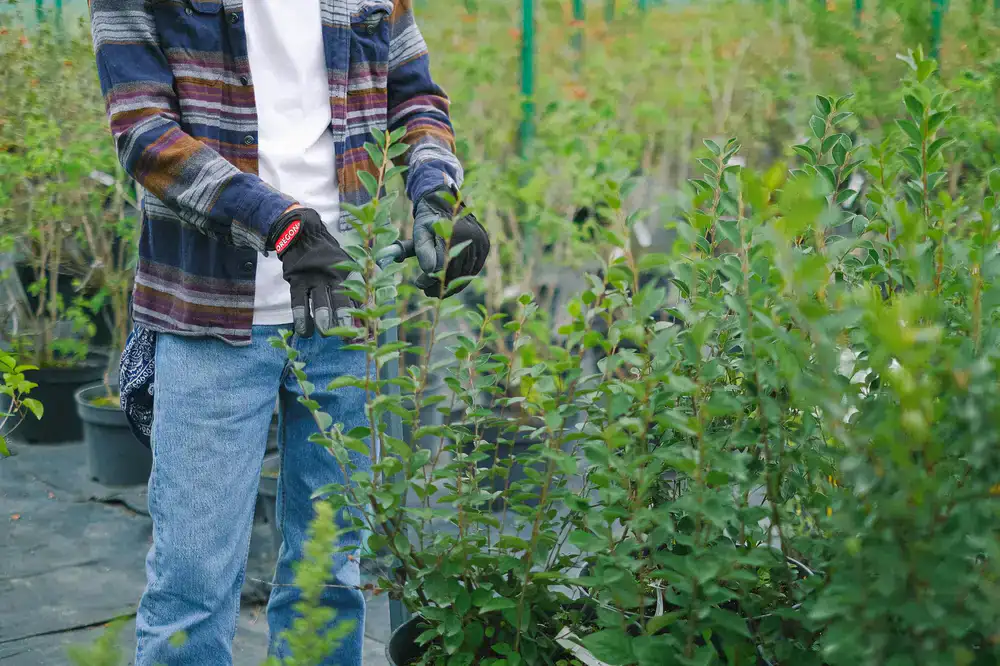 A gardener tending to young plants in the nursery