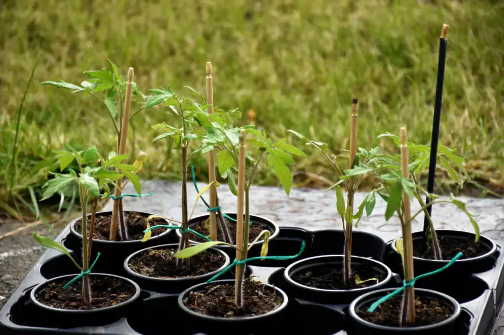Staff caring for young saplings