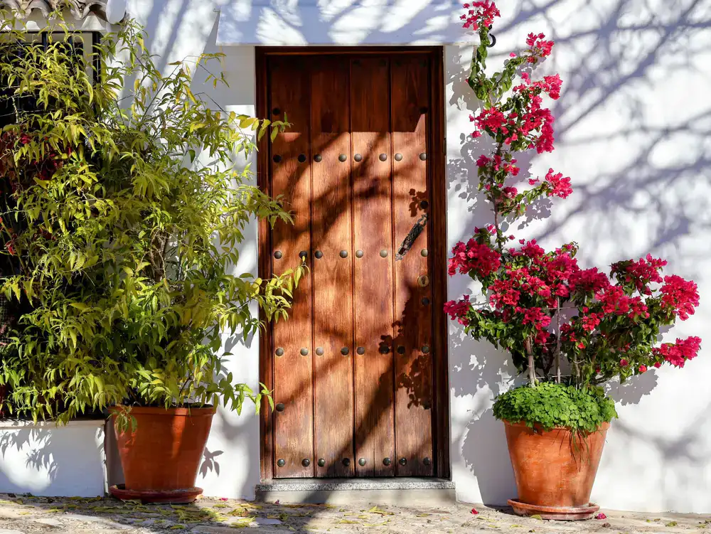 Vibrant flowering shrub in a terracotta pot