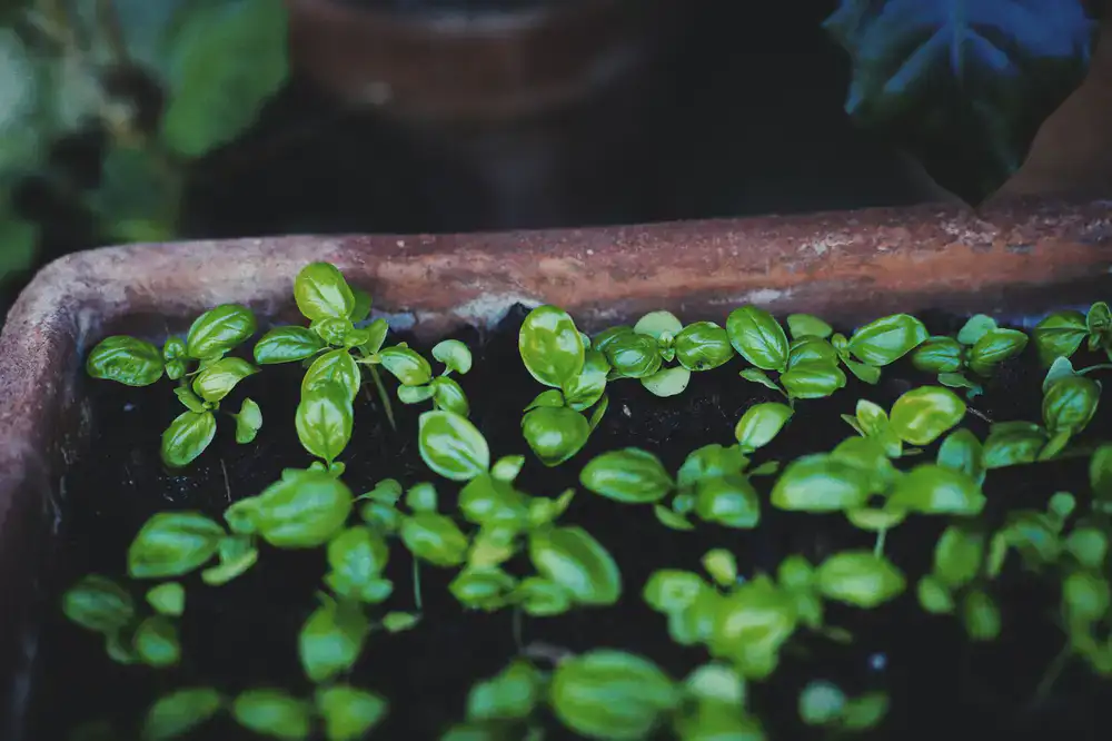 Assorted culinary herbs in small pots