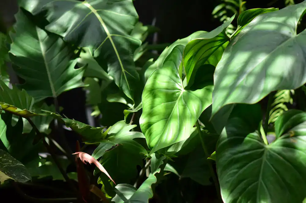Lush indoor foliage plant