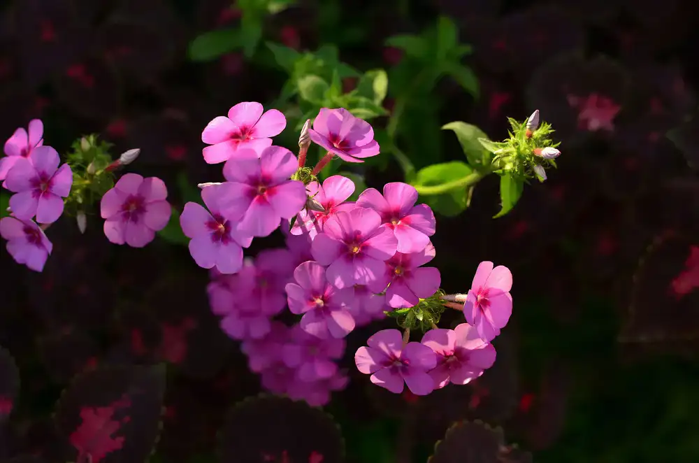 Close up of vibrant seasonal flowers blooming