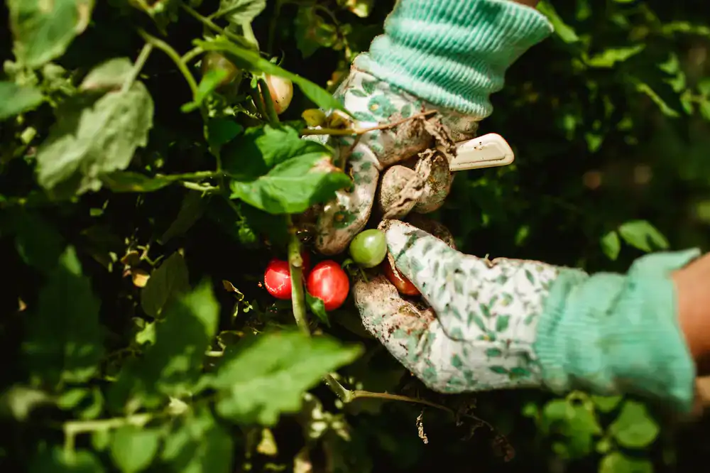 Plant feed and garden care products