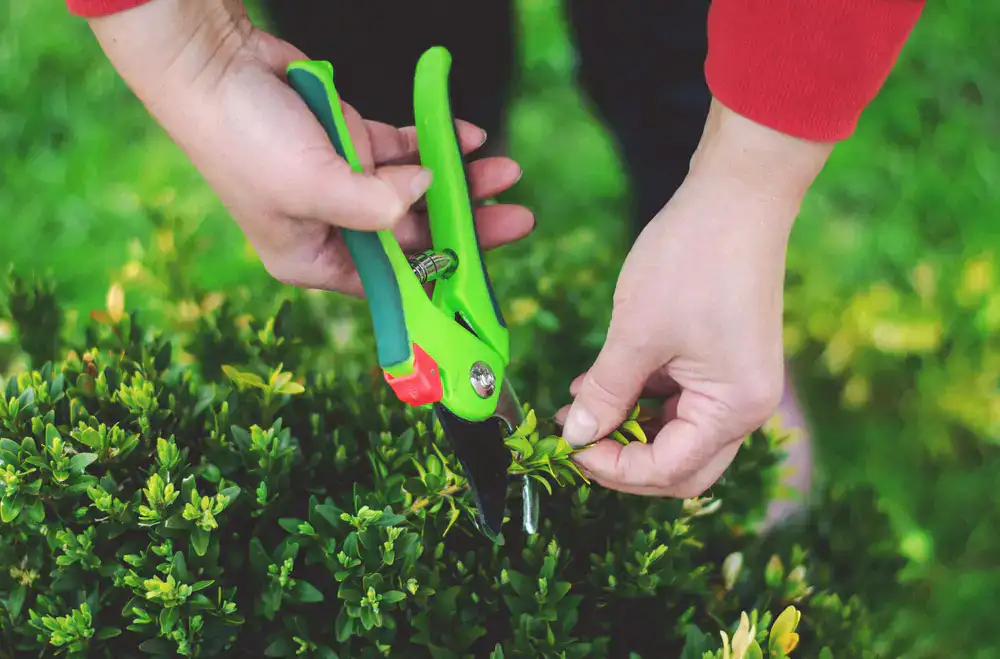 Close up of high quality gardening hand tools