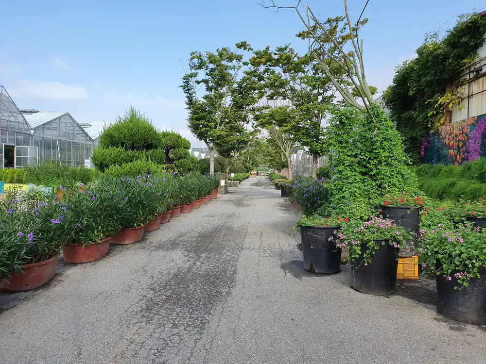 Wide, flat pathways through the outdoor plant nursery